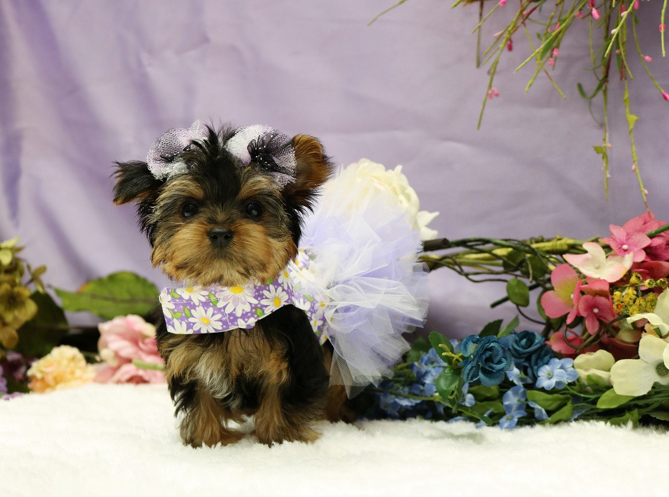 Dog Breeder Teacup And Toy Pets Boutique United States