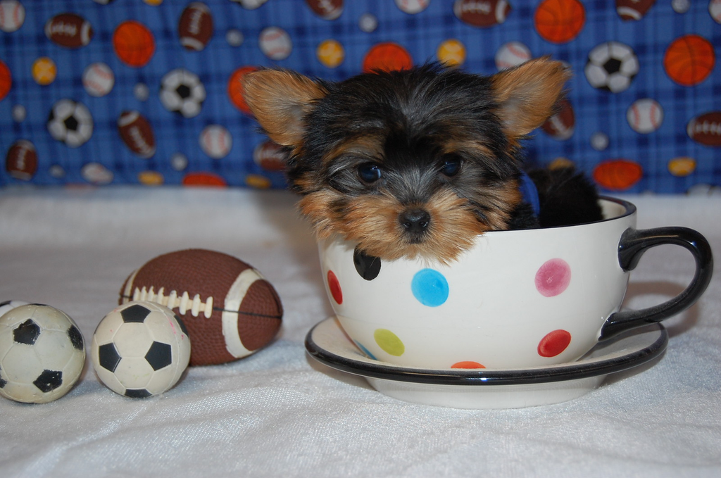 Dog Breeder Teacup And Toy Pets Boutique United States