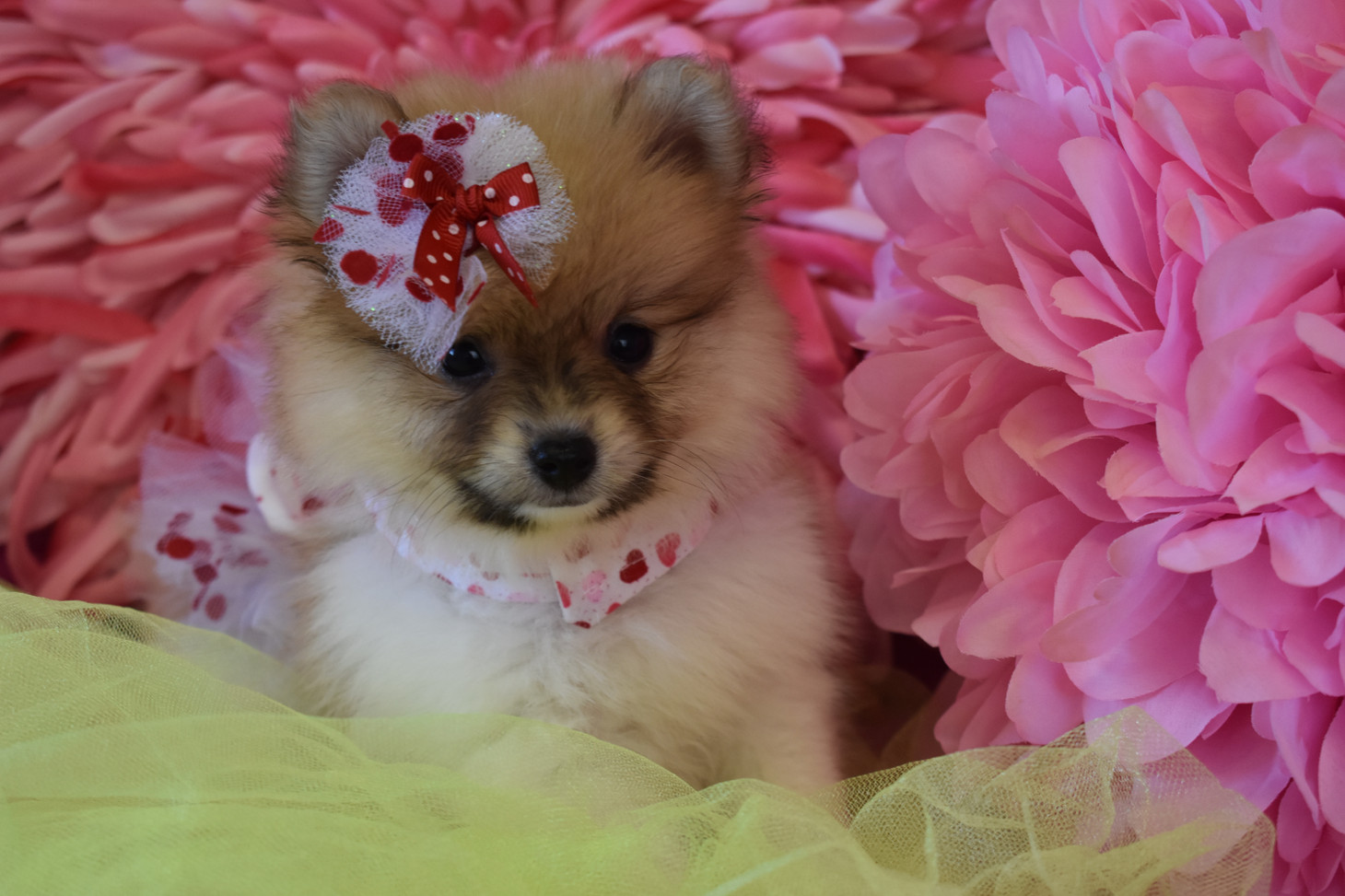 Teacup & Toy Pets Boutique Texas Teacups