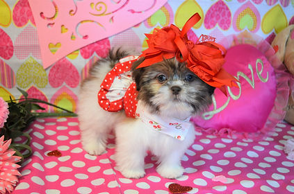 18-18 Shih Tzu.jpg