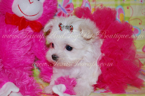 Tiny Teacup Maltese Baby Face.jpg