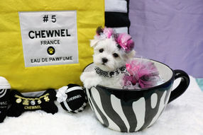 Maltese Puppy For Sale