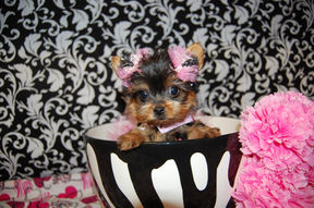 Baby Doll Face Tiny Teacup Yorkie