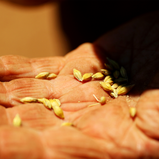 grain 2