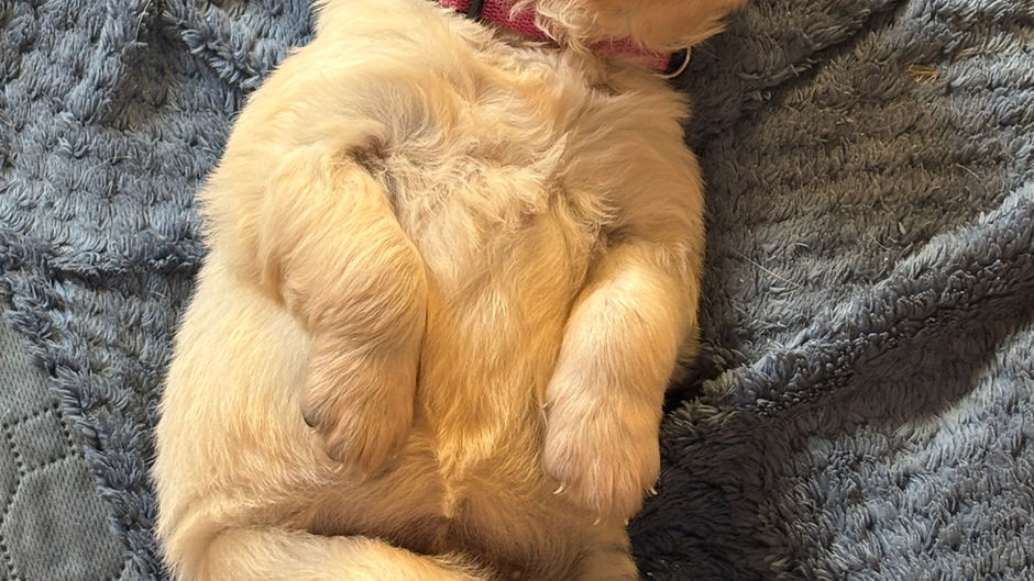 Nova has had 7 puppies