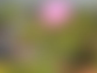 もう秋ですねぇ~