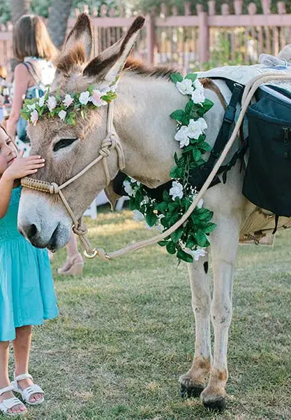 A miniature donkey decorated with a floral crown and greenery garland standing on the grass next to a guest.