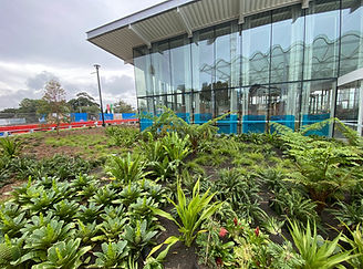 Medium shot of installed native australian species in Sydney Modern Art Gallery, NSW, before the project was finished in 2023.
