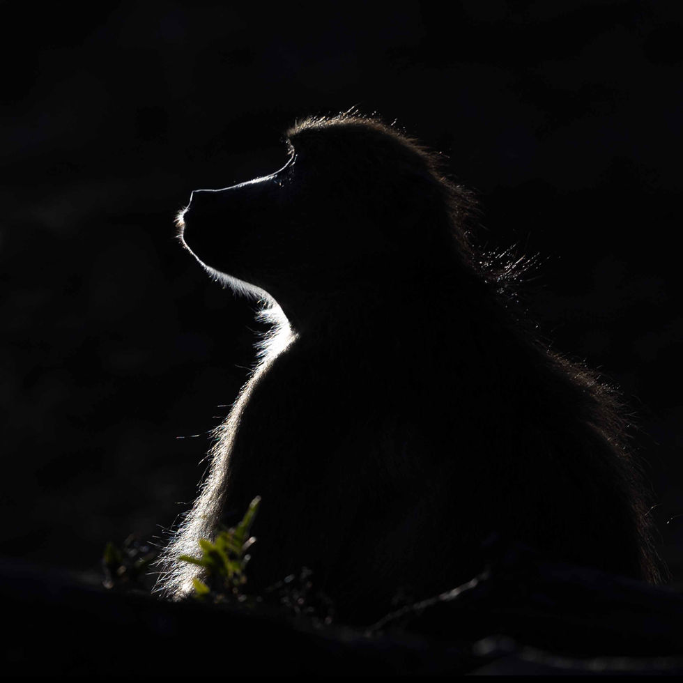 20220725Botswana Chobe0144