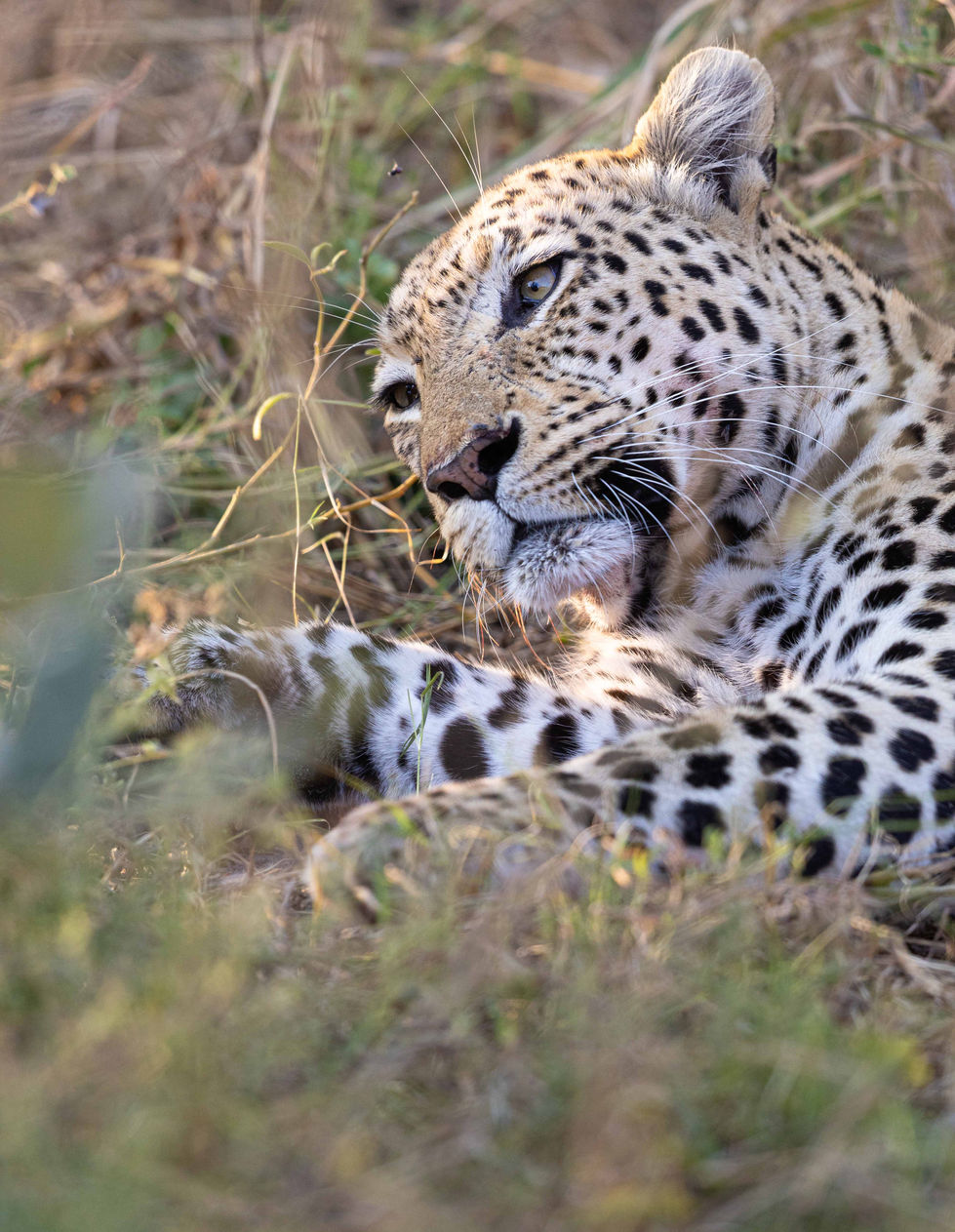 20220726Botswana Savute0010.jpg