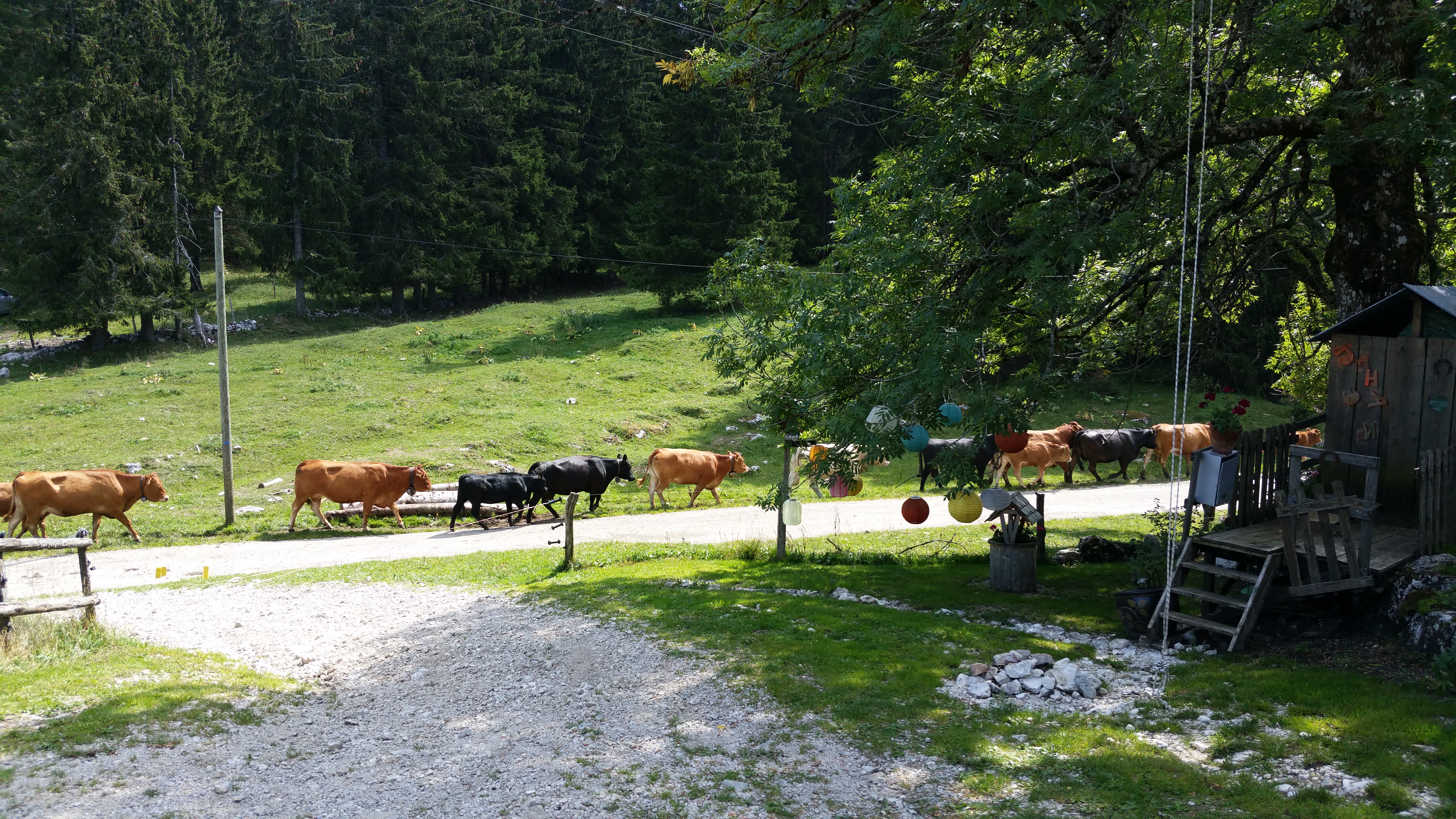 Les vaches aux Fourgs