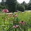 Thumbnail: Summer Flower Share