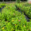 Thumbnail: Summer Flower Share