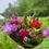 Thumbnail: Friday Gusto Market Pick-Up Seasonal Mix Bouquet