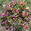 Thumbnail: Spring Flower Share
