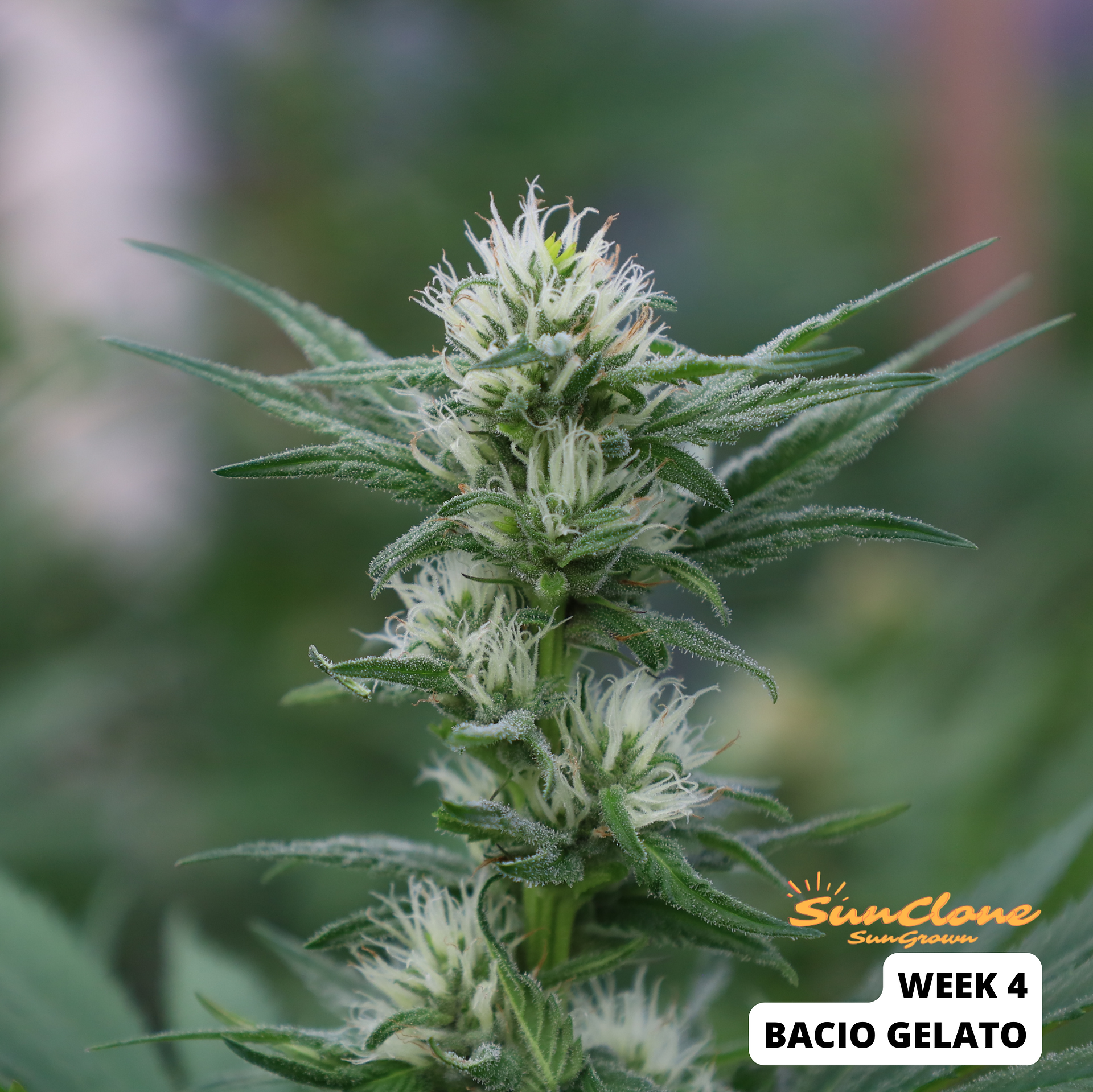 Cannabis Clones Bacio Gelato Flower