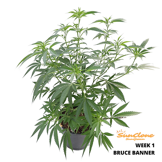 Picture of flowering cannabis plant