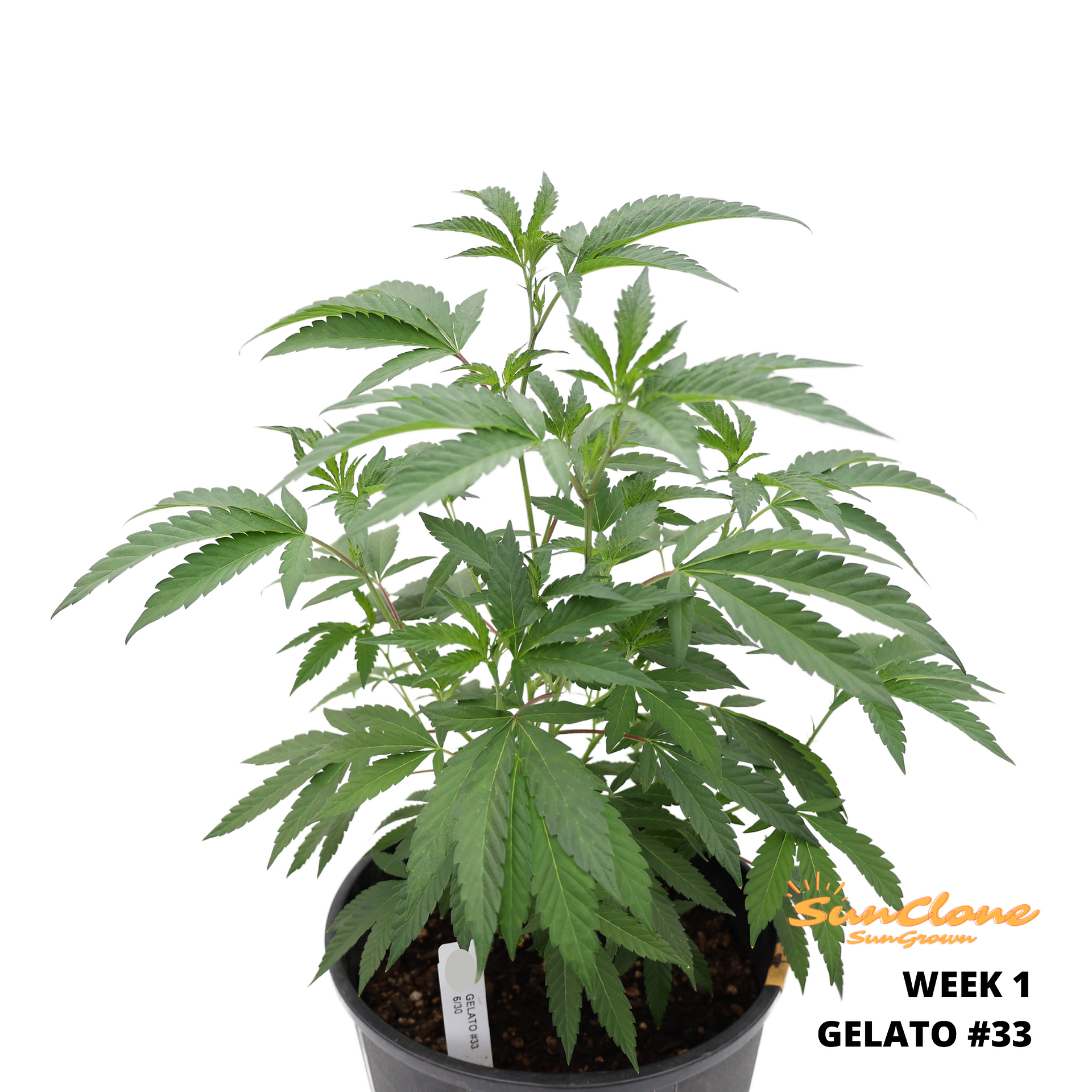 Grow Cannabis in Maine Clones Flower
