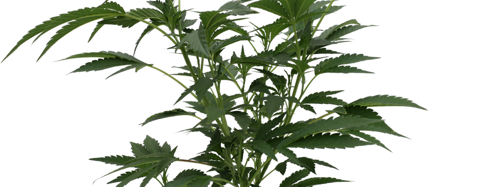 Cannabis Clones New York Clones Flower