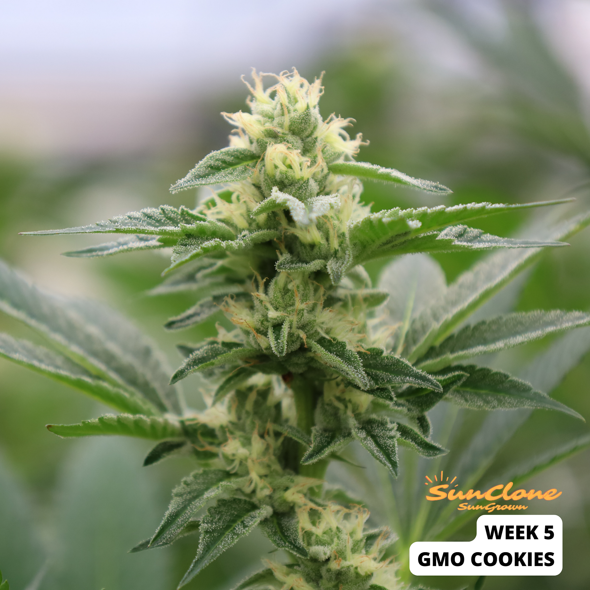 Grow Cannabis Flower Montana Clones