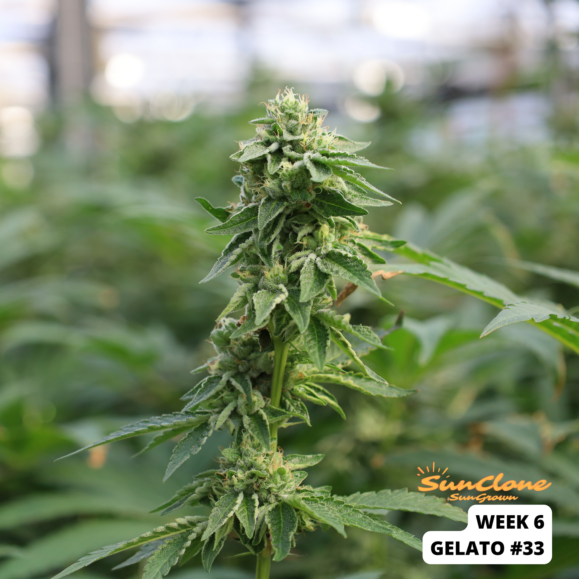 Grow Cannabis in Maine Clones Flower