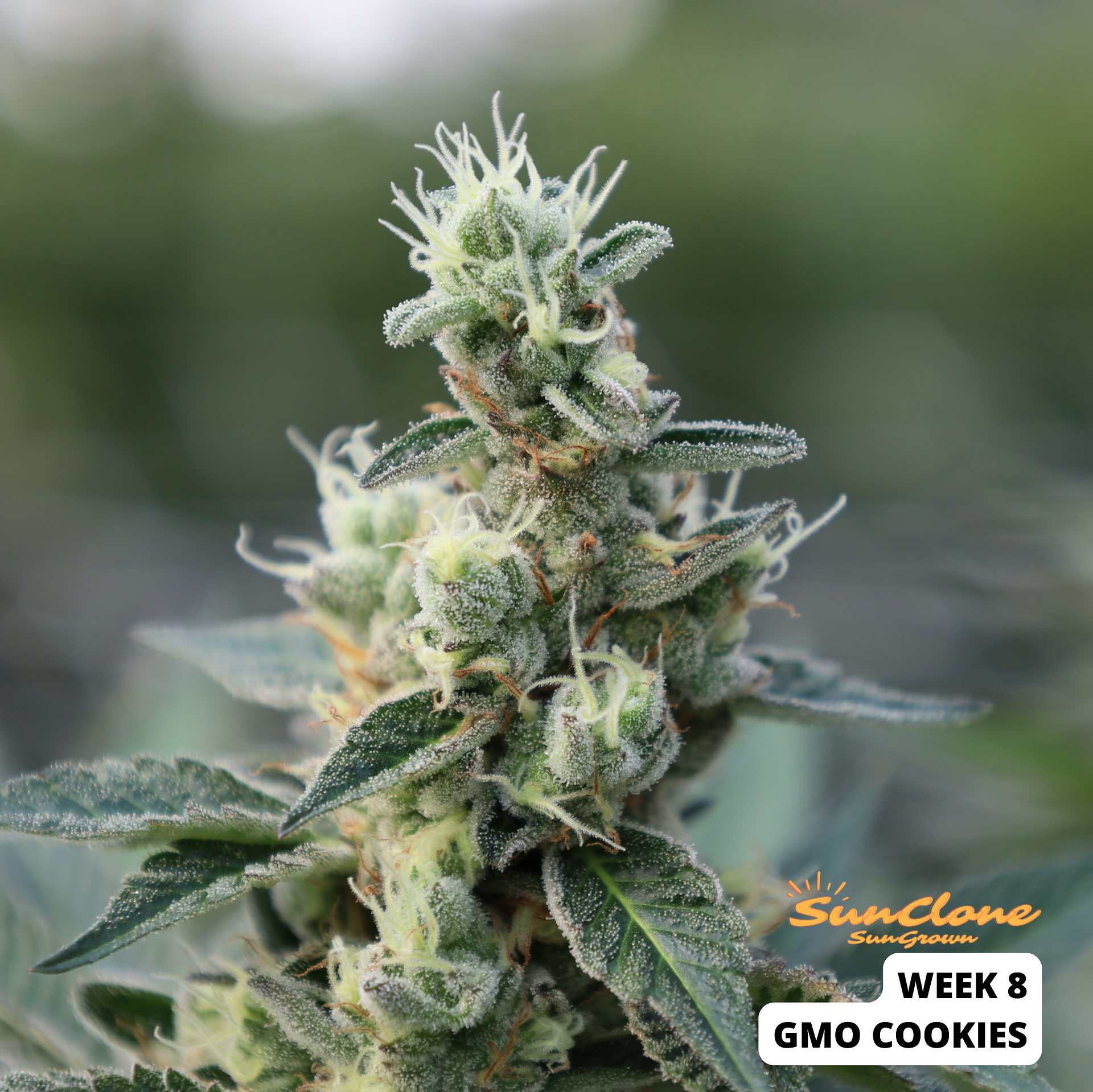 Grow Cannabis Flower Montana Clones