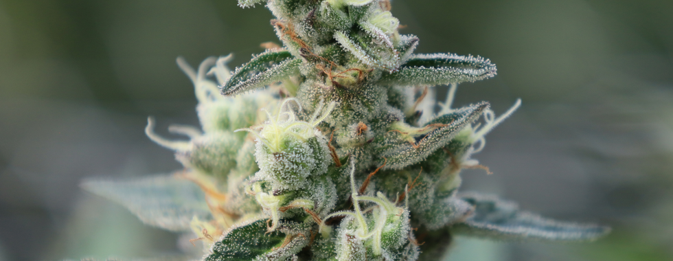 Grow Cannabis Flower Montana Clones