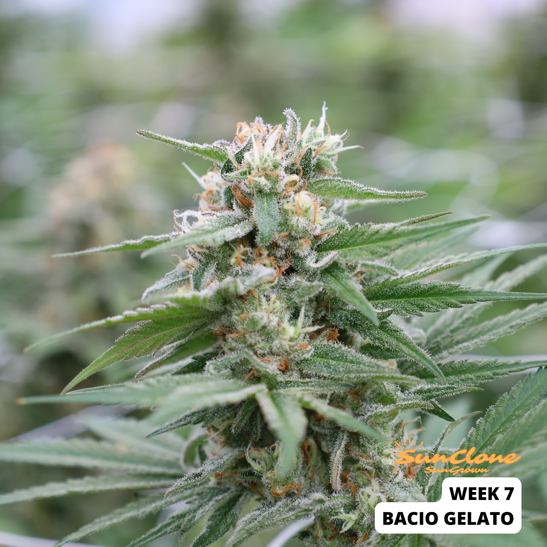 Cannabis Clones Bacio Gelato Flower