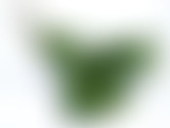 Cannabis cuttings for sale