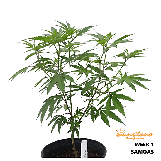 Picture of flowering cannabis plant