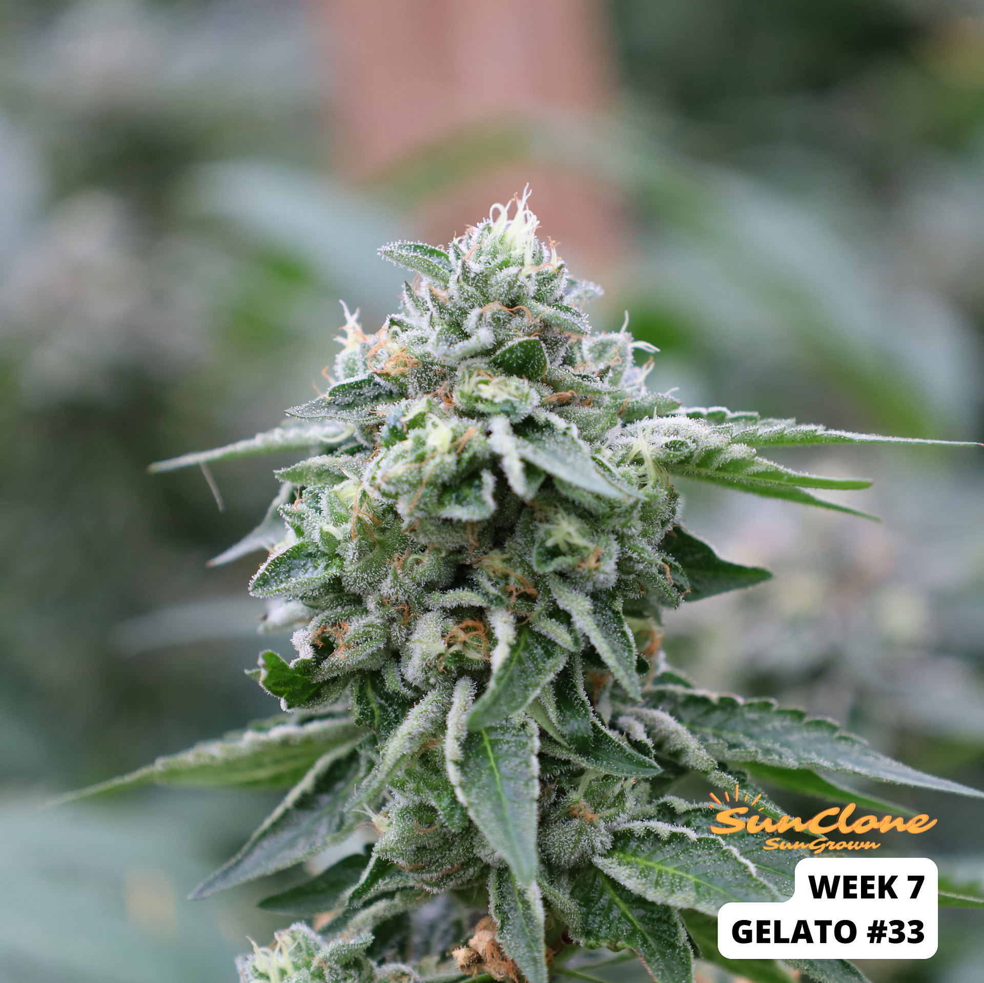 Grow Cannabis in Maine Clones Flower