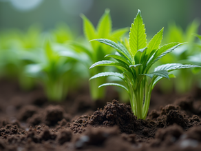 Finding High-Quality Wholesale Plant Cuttings