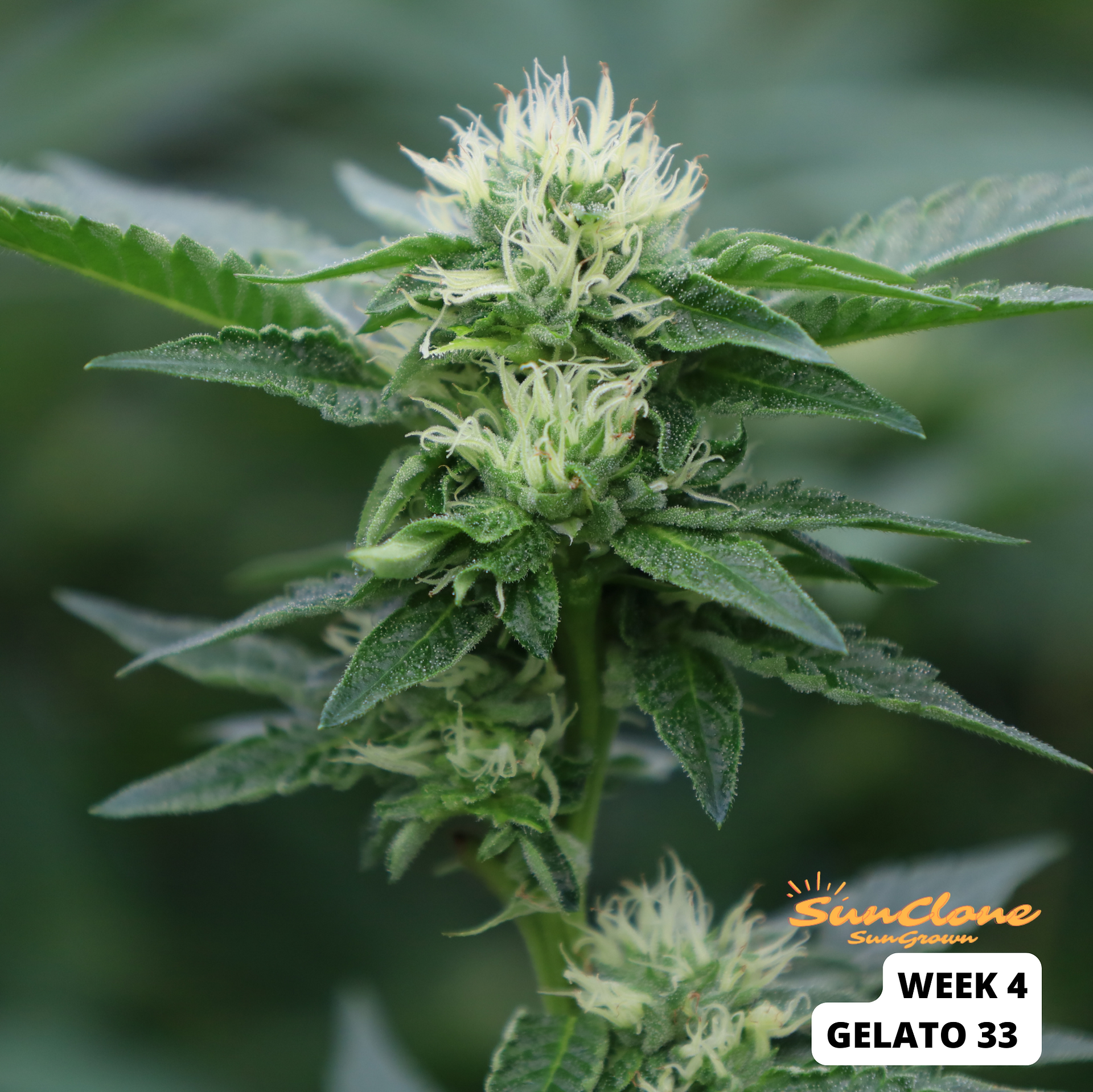 Grow Cannabis in Maine Clones Flower