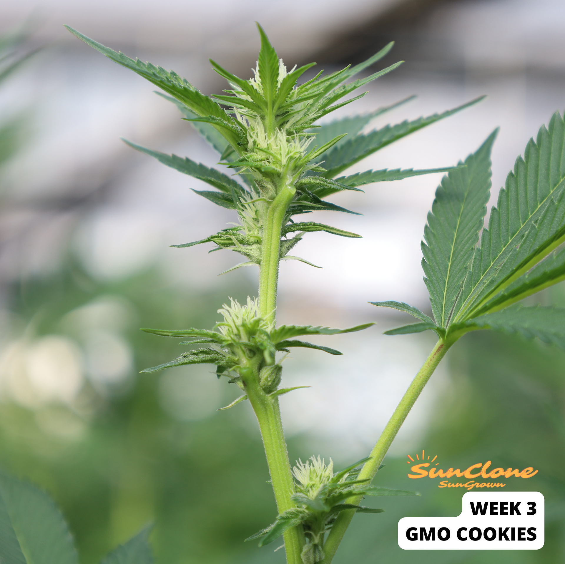 Grow Cannabis Flower Montana Clones