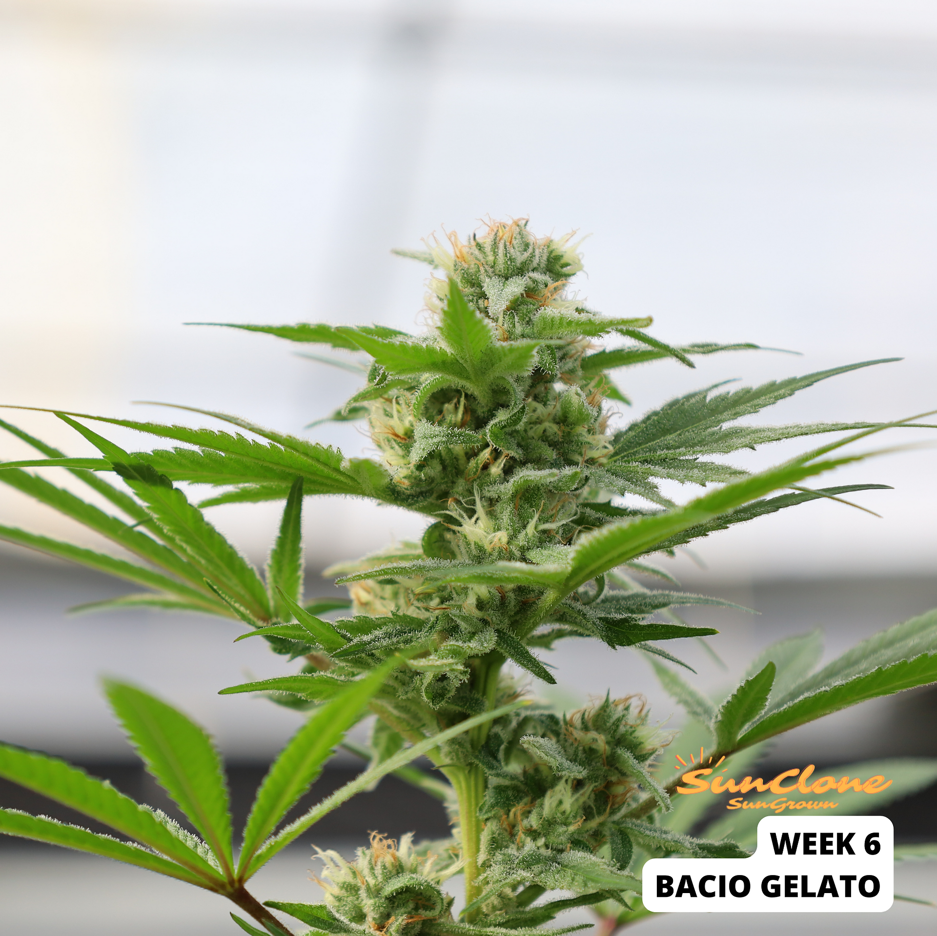 Cannabis Clones Bacio Gelato Flower