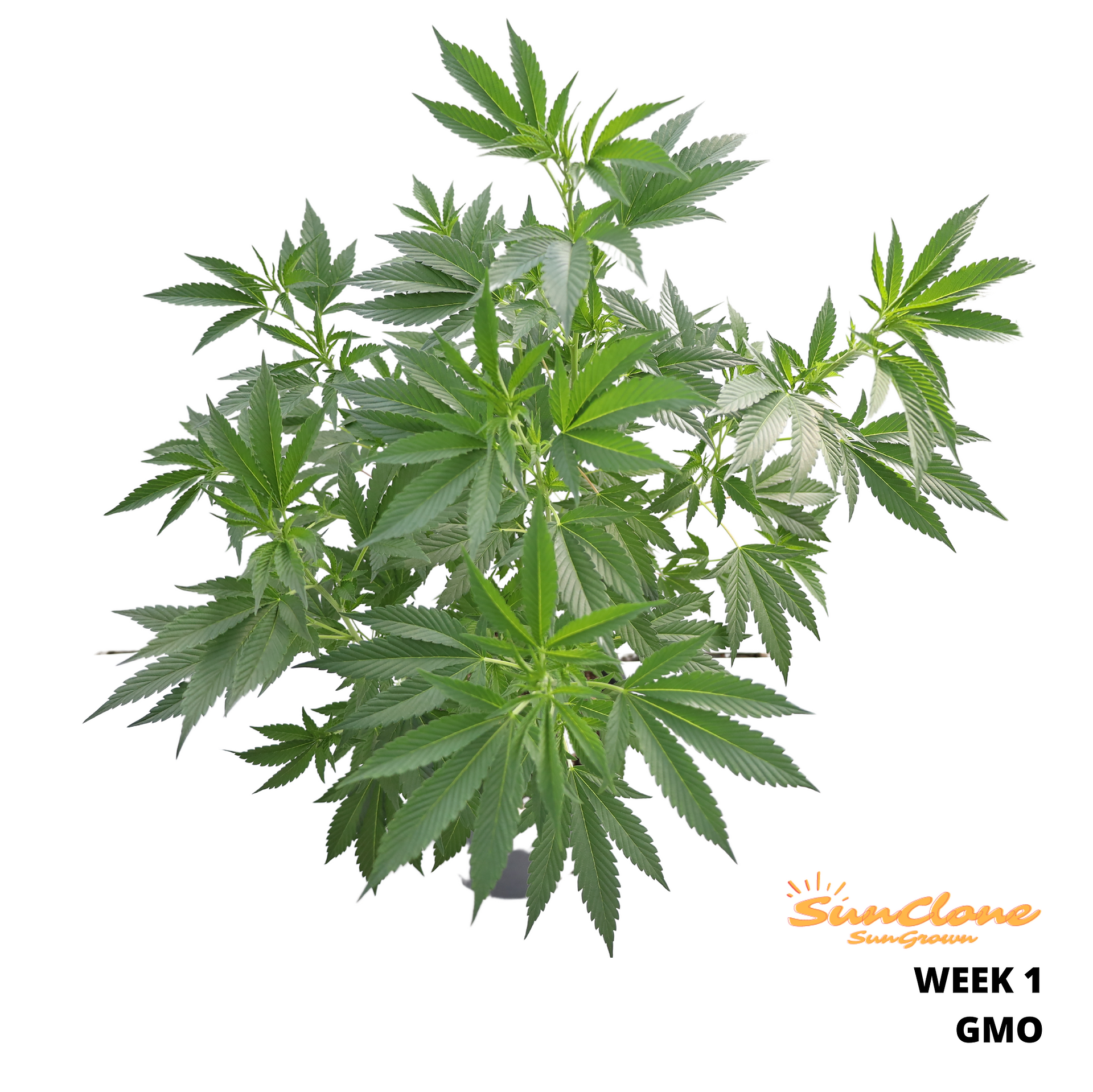 Grow Cannabis Flower Montana Clones
