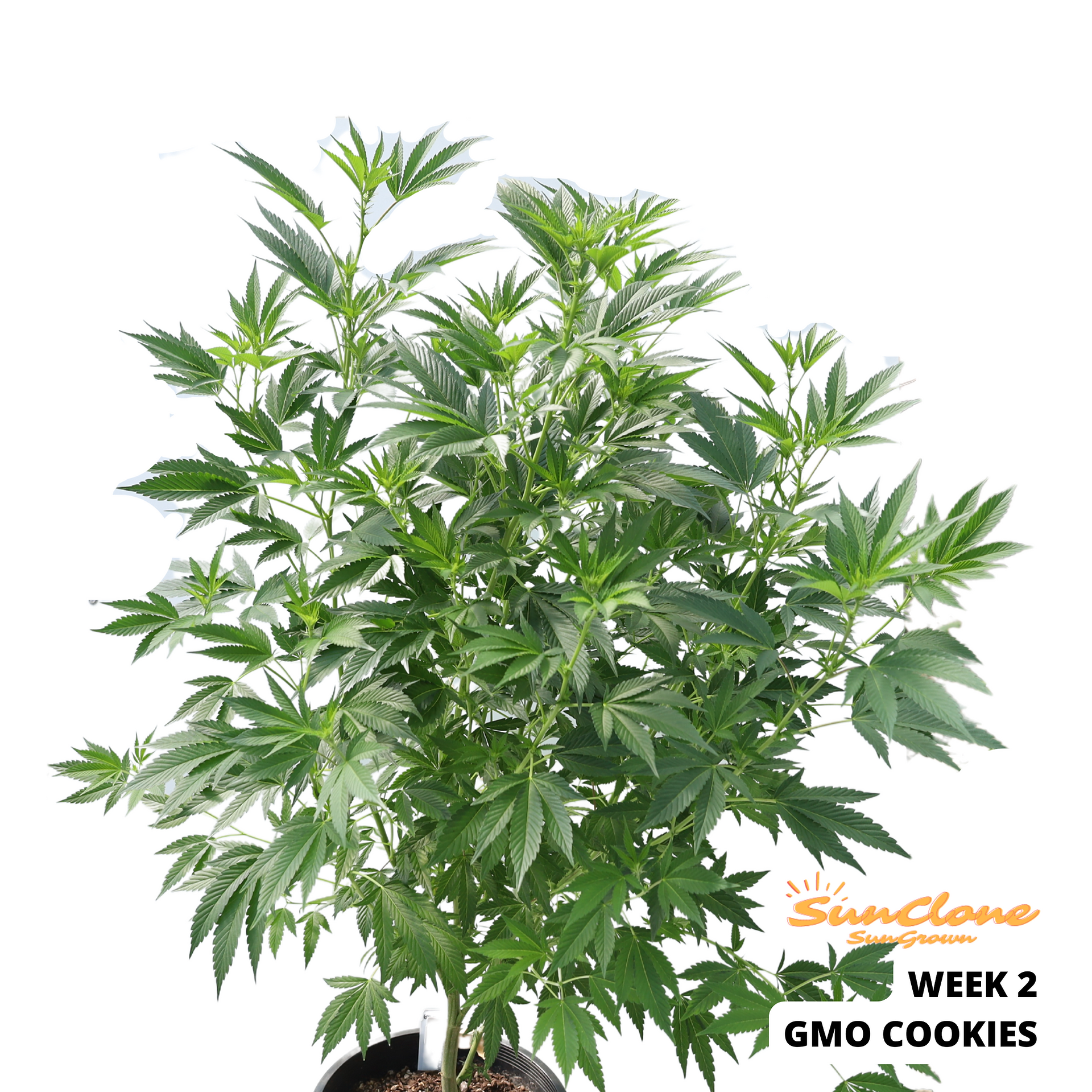 Grow Cannabis Flower Montana Clones
