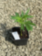 Critical Plus Clone