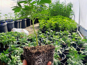 Understanding the Basics of Plant Propagation
