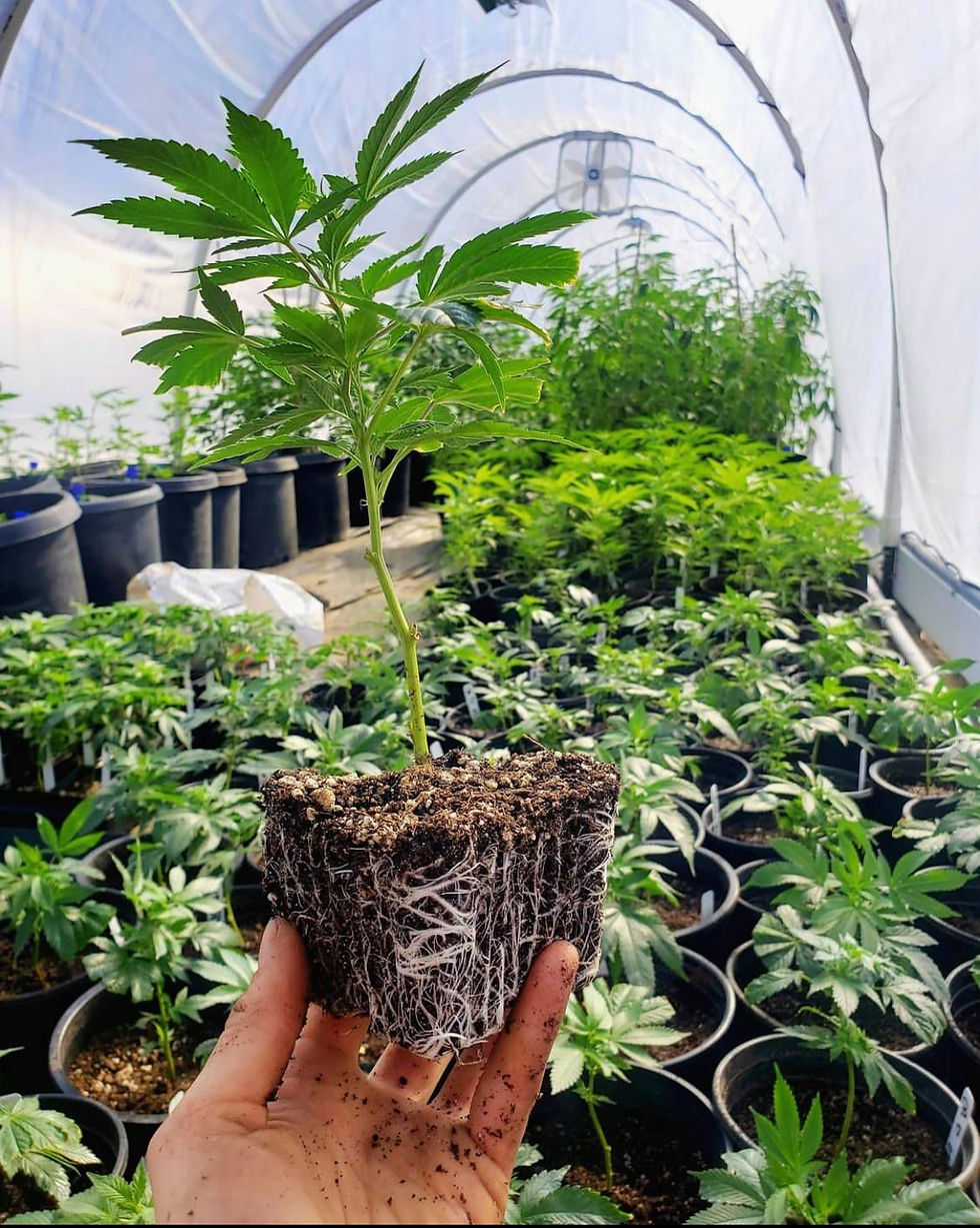 Close-up view of healthy green plant clones