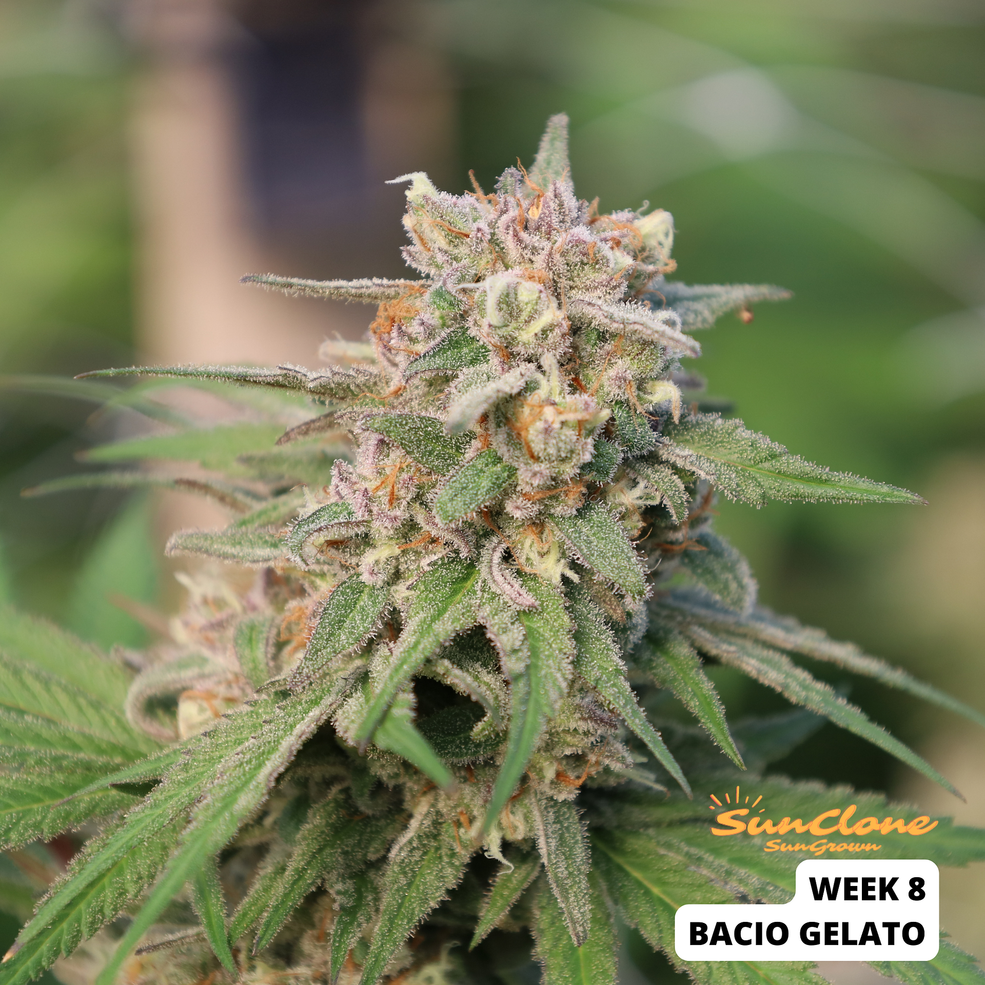 Cannabis Clones Bacio Gelato Flower