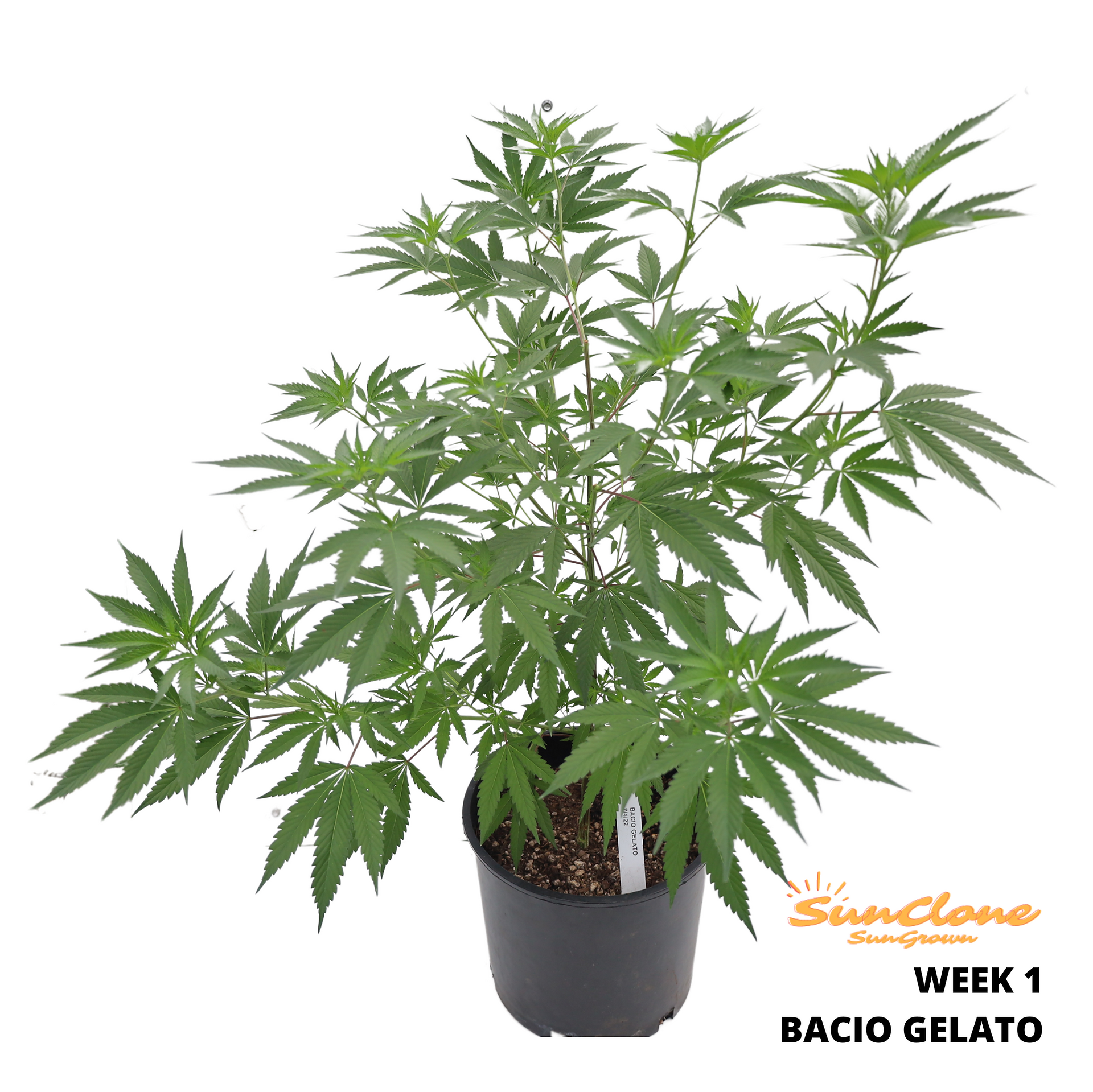 Cannabis Clones Bacio Gelato Flower