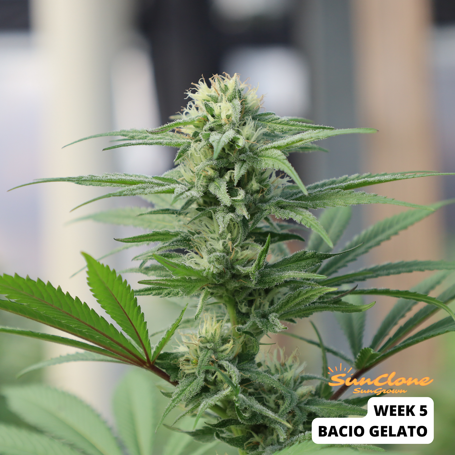 Cannabis Clones Bacio Gelato Flower