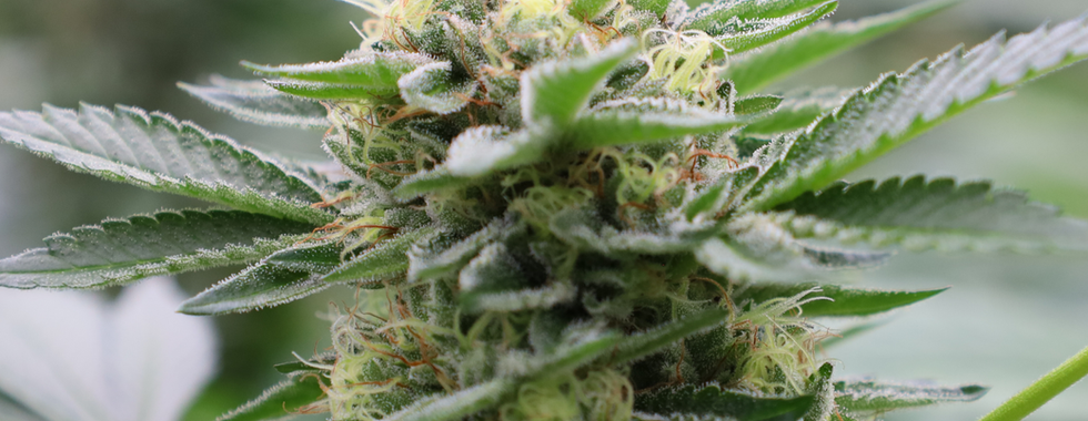 Cannabis Clones New York Clones Flower