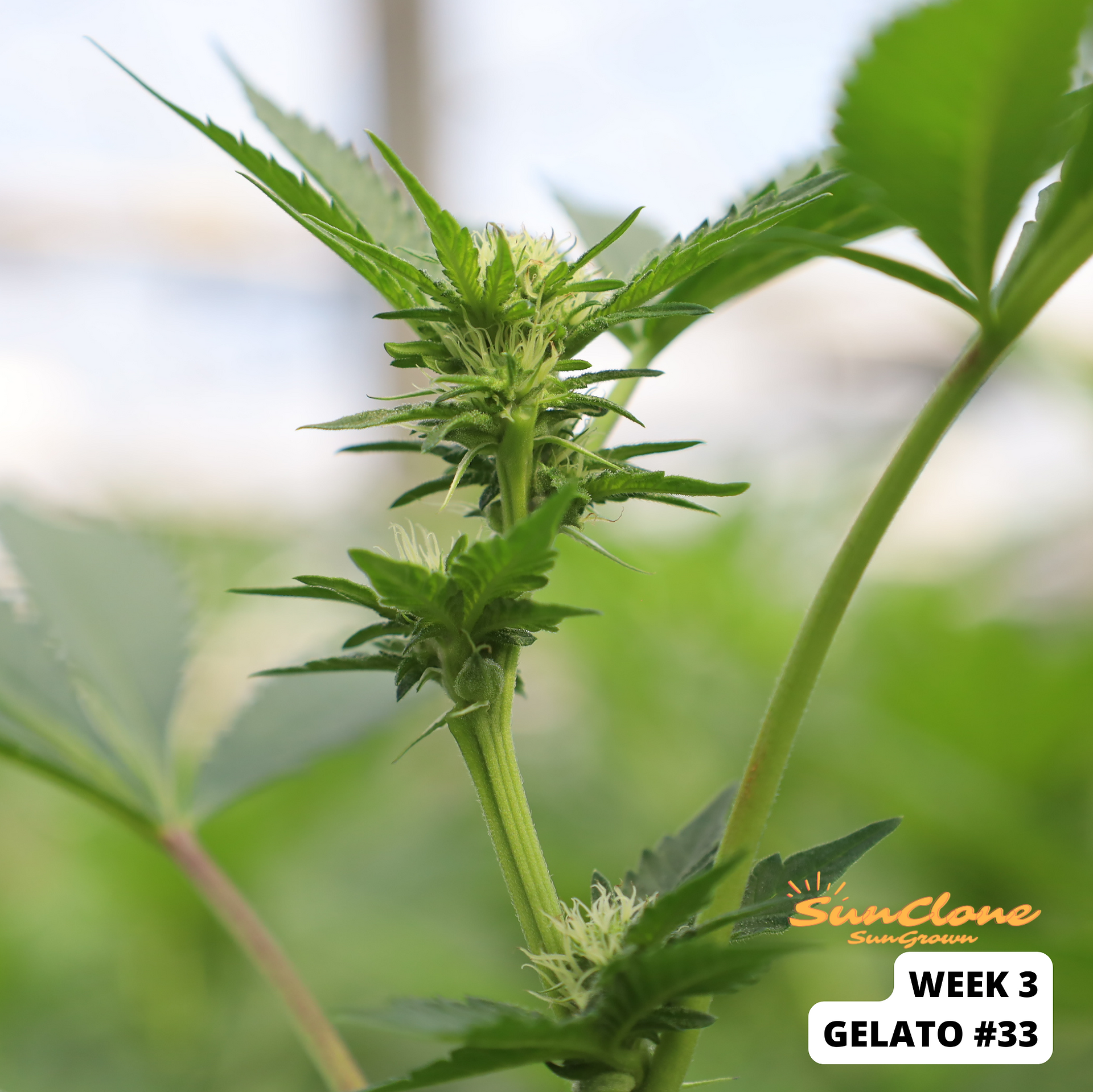 Grow Cannabis in Maine Clones Flower