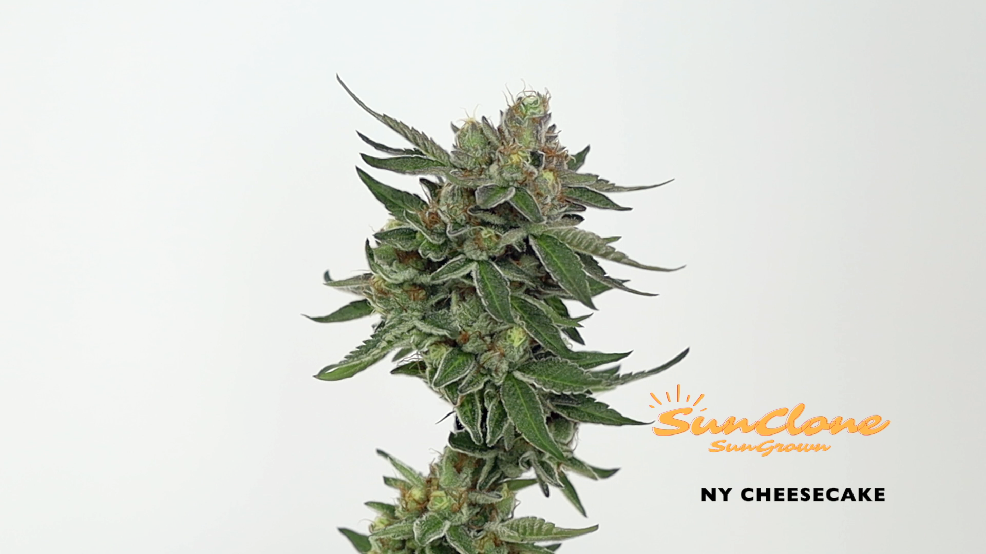 Cannabis Clones New York Clones Flower