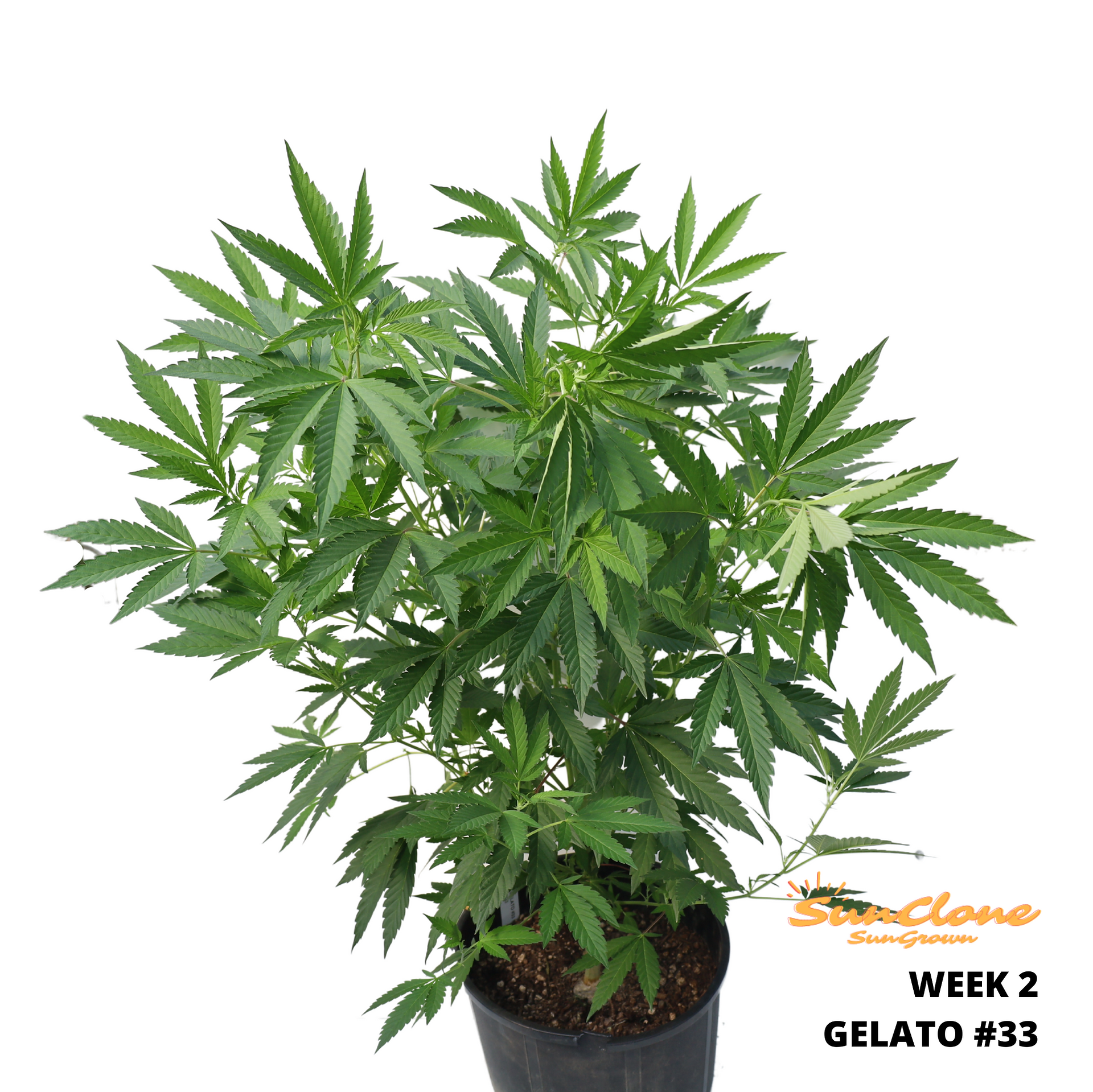 Grow Cannabis in Maine Clones Flower