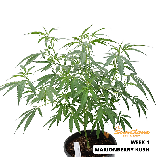 Picture of flowering cannabis plant