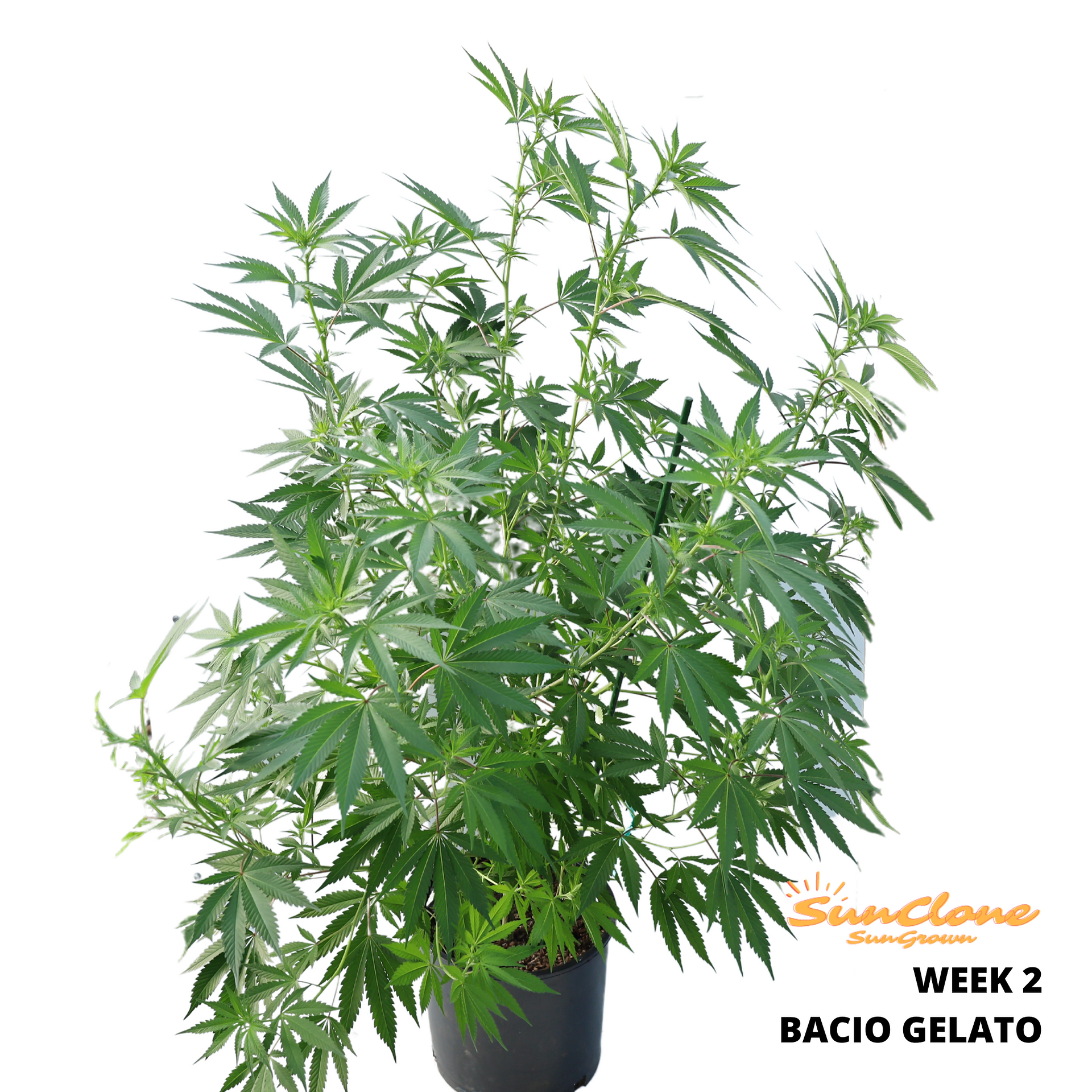 Cannabis Clones Bacio Gelato Flower