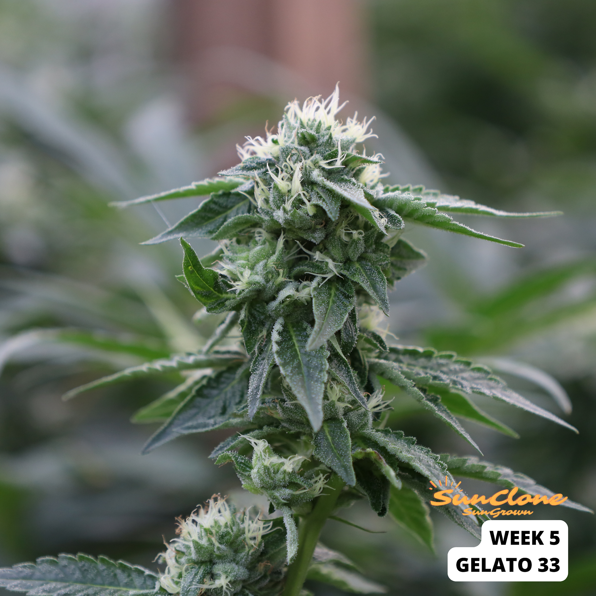 Grow Cannabis in Maine Clones Flower